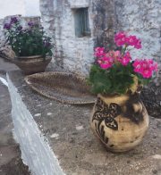 mamidas-gallery-10